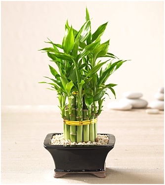 Using Plants to Help Feng Shui and Purify the Air in Your Office