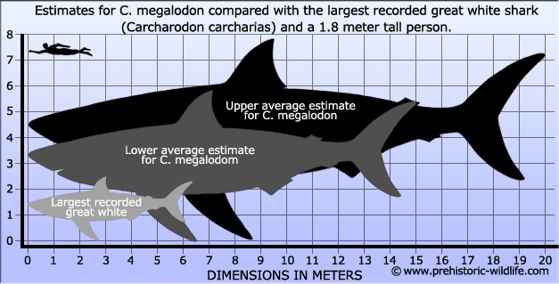 GoPromotional - Megalodon Facts