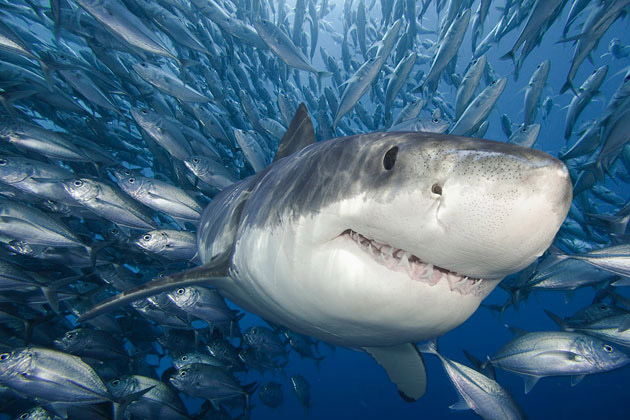 Discovery Channel - Shark Week